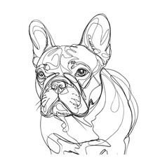 illustration of a  bulldog line art vector