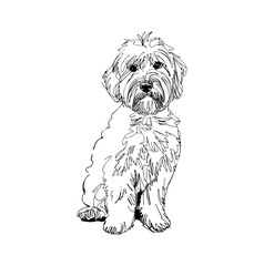 illustration of a  Maltipoo line art vector