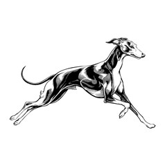 illustration of a  wippet line art vector