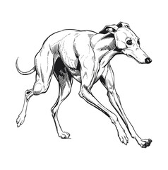 illustration of a  wippet line art vector