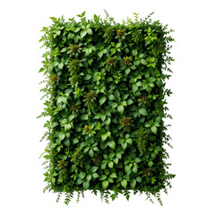 Obraz premium Artificial Green Wall Panel - Realistic Faux Ivy isolated on transparent background