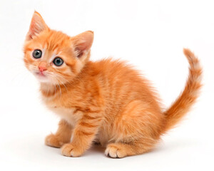 red kitten isolated on white