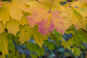 Colorful autumn leaves with vibrant hues against a blurred natural background