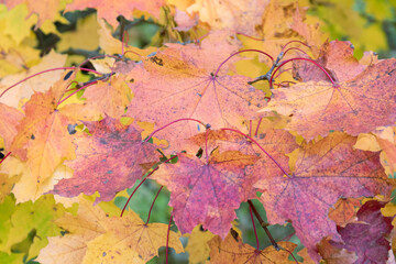 Colorful autumn leaves with vibrant hues against a blurred natural background