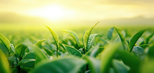 Lush tea plantation with soft sunlight filtering through green leaves, creating serene atmosphere