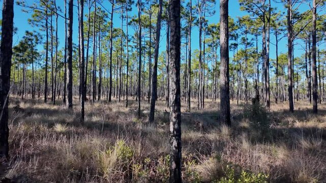 Walking through a long leaf pine forest with burn marks on the trees.