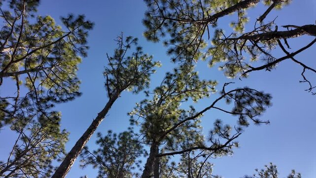 Looking up at the tops of long leaf pine trees, slowly rotating