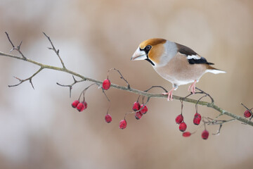 Hawfinch Coccothraustes coccothraustes amazing bird perched on hawthorn tree blurred background Poland Europe	
