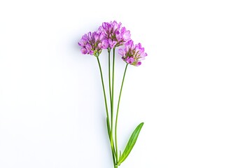 Obraz premium Delicate Pink Armeria Flower Blossom Isolated on White Background: Perfect for floral designs, greeting cards, spring themes, wedding invitations, textile prints, and more. High-resolution image 