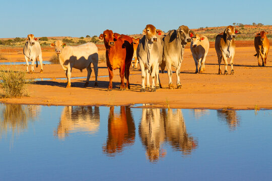 A herd of very skittish Brahman cattle that are wild and free roaming until muster time, stare suspiciously at the camera from across a calm, reflective pond on a cattle station in outback Australia.