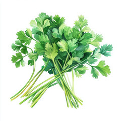 Fresh cilantro illustration looks vibrant, painted in realistic style