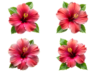 Hibiscus flowers, hibiscus flowers, and flowers isolated