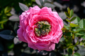 Close-up Pink Spray Rose flower blooming in the garden.