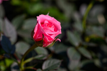 Close-up Pink Spray Rose flower blooming in the garden.