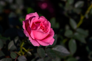 Close-up Pink Spray Rose flower blooming in the garden.