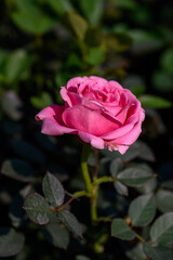 Close-up Pink Spray Rose flower blooming in the garden.