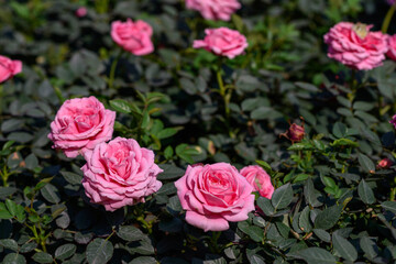 Pink Spray Rose flower blooming in the garden.