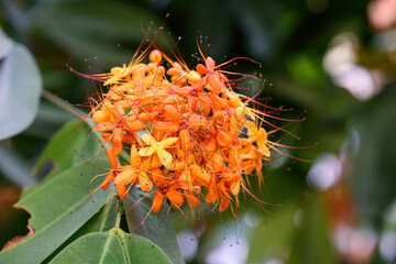 Beautiful Orange Ashoka tree flower or Saraca asoca blooming in summer season, Thailand. Family Fabaceae.