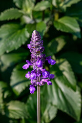 Obraz premium Blue Salvia flowers blooming at a garden in Chiang Mai, Thailand.