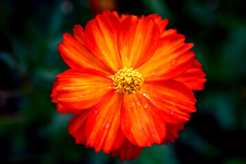Close-up Orange Mexican aster or Cosmos flower blooming in the garden, Family Asteraceae.