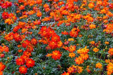 Orange Mexican aster or Cosmos flowers blooming in the garden, beautiful Mexican aster flower. Family Asteraceae.