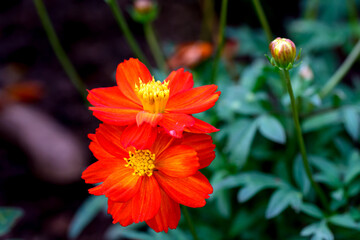 Close-up Orange Mexican aster or Cosmos flower blooming in the garden, Family Asteraceae.