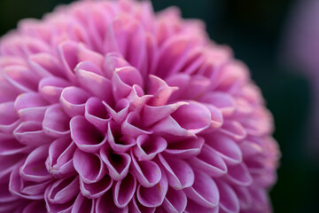 Close-up Pink Pompon Chrysanthemum flower blooming in the garden, beautiful pompon flower.
