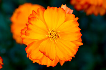 Close-up Orange Mexican aster or Cosmos flower blooming in the garden, Family Asteraceae.