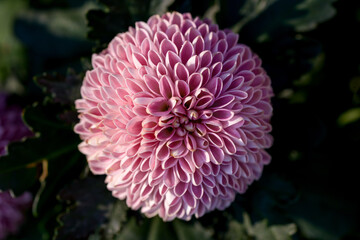 Close-up Pink Pompon Chrysanthemum flower blooming in the garden, beautiful pompon flower.
