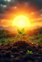 Plant growing in the soil with sunset background. Eco concept.