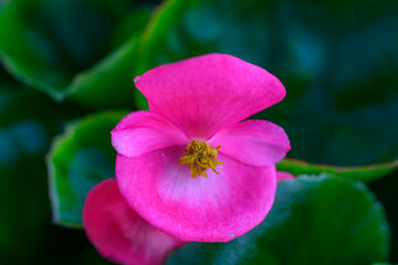 Close-up pink Begonia flower blooming in the garden. Family Begoniaceae.