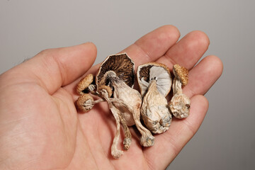 Psilocybin psychedelic mushrooms in man's hand on brown background. Psychotropic magic shrooms Golden Teacher. Medical recreational usage in alternative therapy. Micro-dosing concept