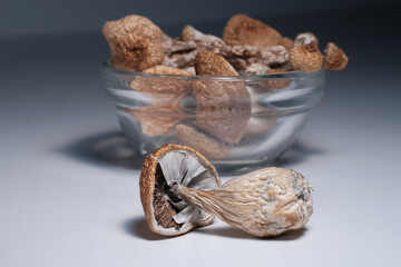 Dry psilocybin mushrooms on grey studio background. Psychotropic magic shrooms Golden Teacher. Medical recreational therapy. Herbal alternative medicine. Microdosing concept.
