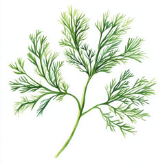 Fototapeta premium Realistic illustration of dill evokes sense of freshness and nature