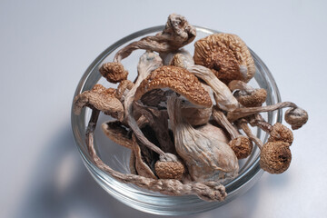 Dried psilocybin mushrooms on grey studio background. Psychotropic magic shrooms Golden Teacher. Medical recreational therapy. Herbal alternative medicine. Microdosing concept