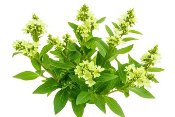 Obraz premium Elegant Sandarac Plant Blossoms: Vibrant Green Foliage, Delicate White Flowers against a Pure White Background. Perfect for botanical illustrations, greeting cards, invitations, website banners, and 