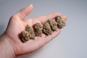 Alternative lifestyle, weed stuff for micro-dosing, medical recreational therapy. CBD cannabis buds on white studio background, close up. Man grower holds in his hand marijuana dried flowers