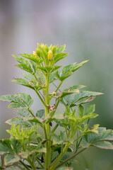 Bright Yellow Cleome Viscosa Asian Spider-Flower Blooming in Wild Nature.