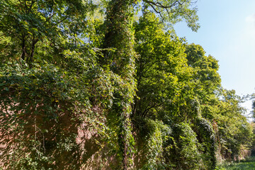 Defensive earthen rampart overgrown with trees and creeping plants
