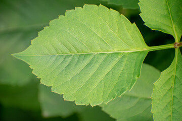 Bright Dahlia Tenuicaulis Flowers in Full Bloom in a Vibrant Garden.