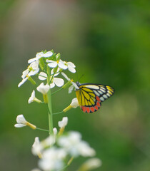 Butterfly Resting on White Wild Radish Flower in Sunlit Garden.