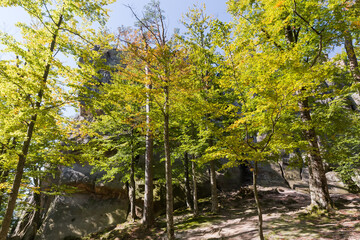 Old beech trees against sandstone rocks in sunny autumn day