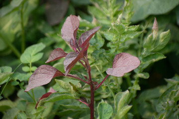 Vibrant Red Amaranth Leaves and Stems With Rich Texture in Sunlight.