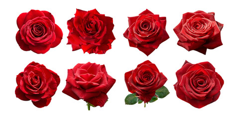 Beautiful Red Roses Collection Isolated on Black Background