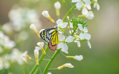 Elegant Butterfly Perched on White Wild Radish Blossom in Sunlit Garden.