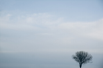A tree in the winter forest. Lonely tree against the sky. Winter landscape with a naked tree. Abstract photo of the nature