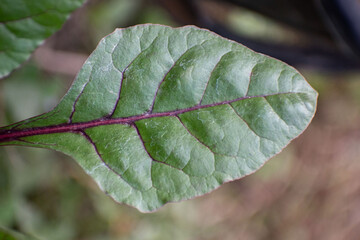 Fresh Green Swiss Chard Leaves With Vibrant Texture and Natural Light.