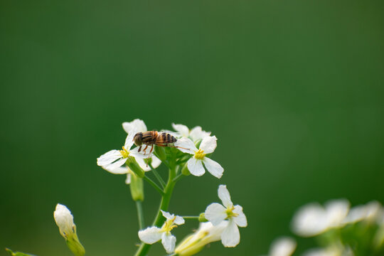 Honeybee Collecting Pollen From Blooming White Flowers in Vibrant Meadow.