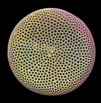 Diatom, SEM