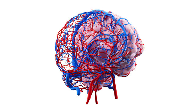 Human brain vasculature, illustration